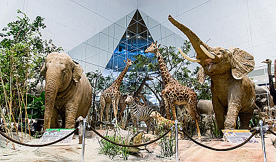 Музеи для детей в Москве: 10 лучших вариантов для малышей