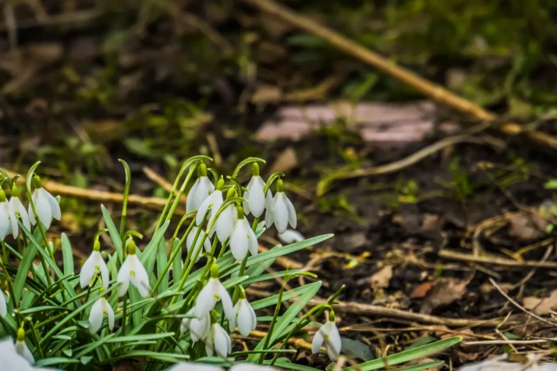 Где искать подснежники в России: когда и где появляются первые весенние цветы