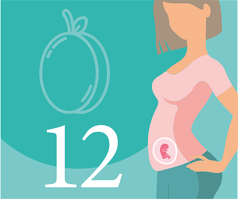 12 неделя беременности