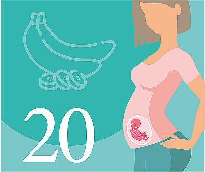 20-я неделя беременности: развитие плода, ощущения и симптомы
