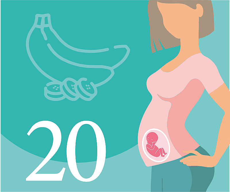 20-я неделя беременности: развитие плода, ощущения и симптомы
