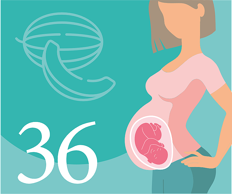 36 неделя