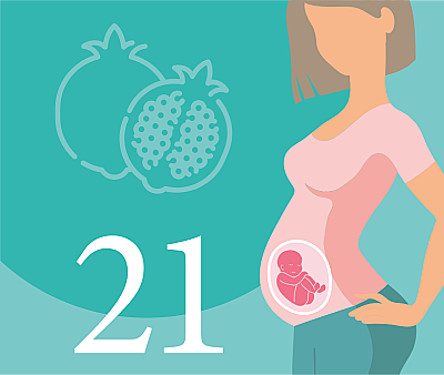 21-я неделя беременности