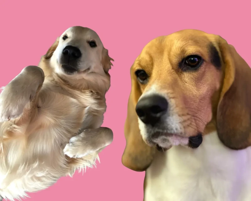 Почему пары всё чаще выбирают собак вместо детей