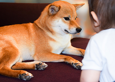 Ученые: собаки спасают детей от стресса лучше, чем родители