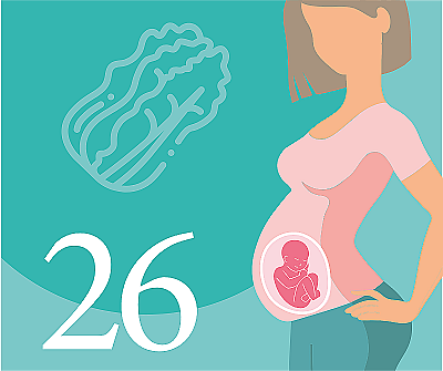 26-я неделя беременности