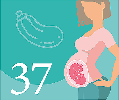 37-я неделя беременности