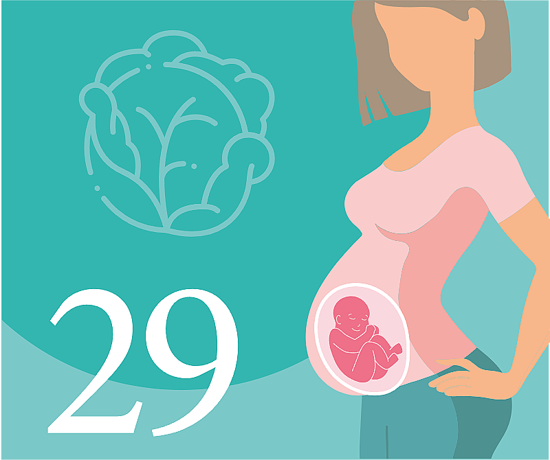 29 недель беременности — что происходит, развитие плода, ощущения