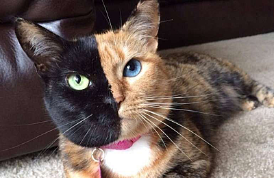 Знакомьтесь, Венера – двуликая кошка