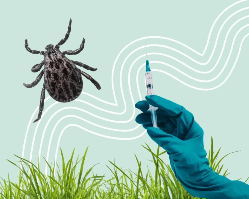 Когда и кому прививаться от клещевого энцефалита в 2026 году