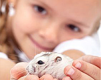 6 питомцев, которые не станут обузой