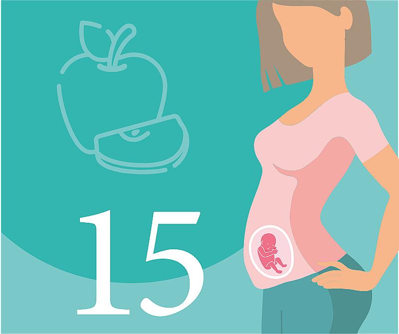 15 неделя беременности