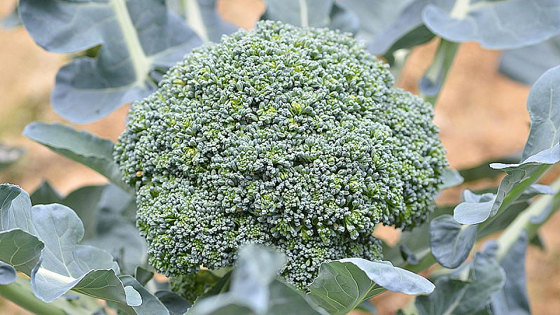 Зачем беременным клетчатка?