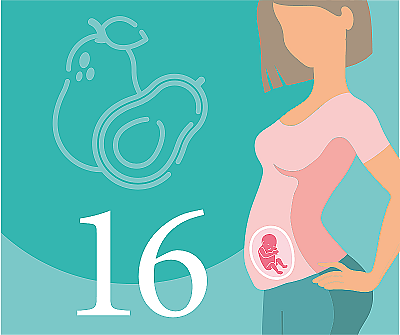 16 неделя беременности