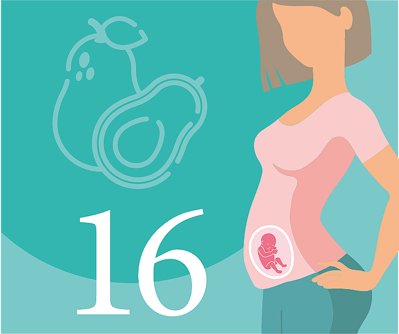 16 неделя беременности