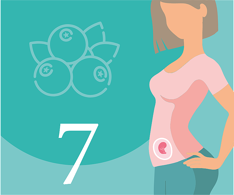 7-я неделя беременности — что происходит, развитие плода, ощущения