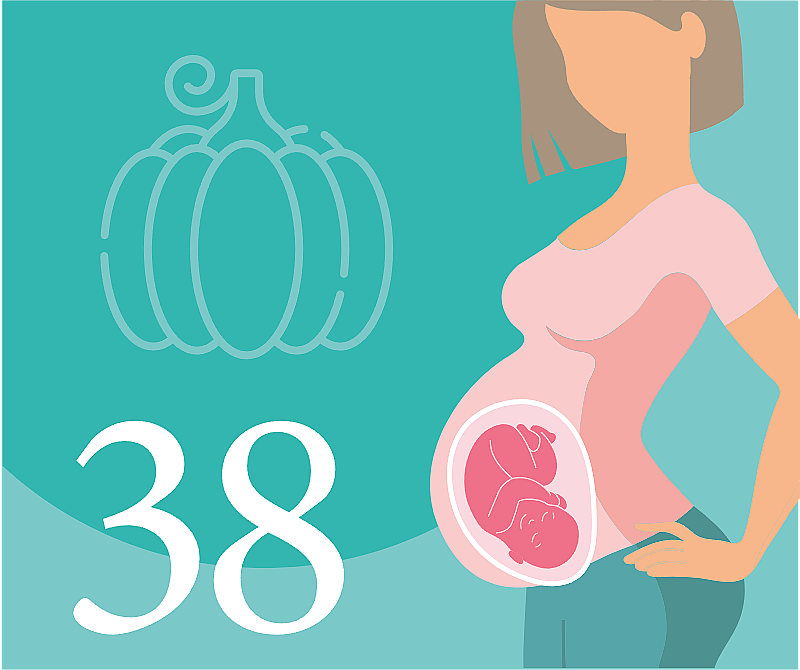 38 неделя