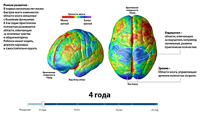 Как созревает детский мозг