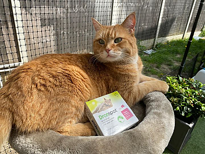 Умер уличный кот по имени Боб