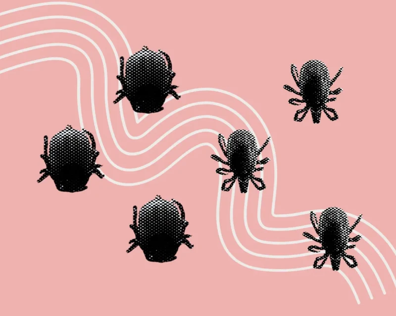 Как выглядит клещ и укус клеща: фото и инструкция, что делать