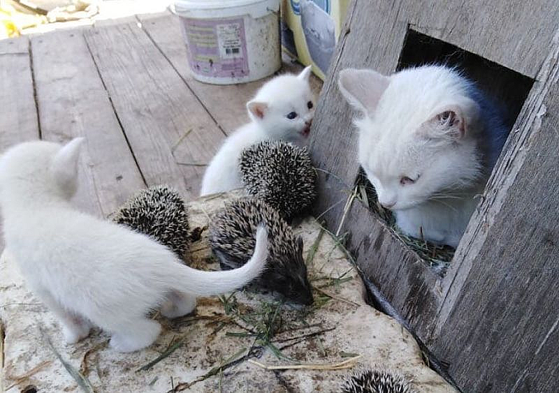 Кошка приютила ежат
