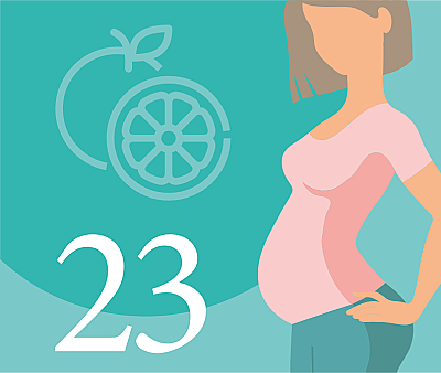 23-я неделя беременности — что происходит, развитие плода, ощущения