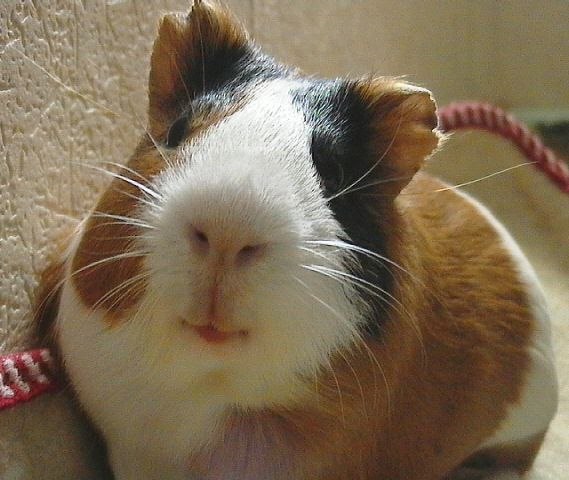 6 питомцев, которые не станут обузой 2 6 питомцев, которые не станут обузой 2